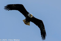 009-Wings of Sovereignty