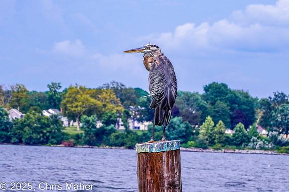066-Heron’s Watch