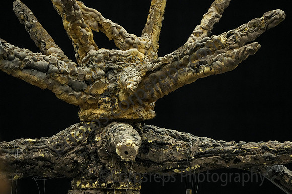 Homer-Center Drumline_250501_Wildwood-mg01322