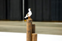 Starlite Twirlers_260425_Kovalchick Convention Center-jb01645