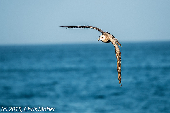 044-Bird in Flight