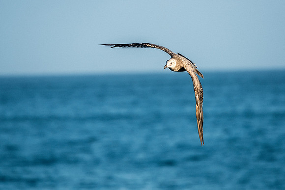 040-Bird in Flight