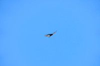 _241005_Annapolis-02284