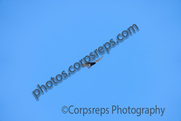 _241005_Annapolis-02284