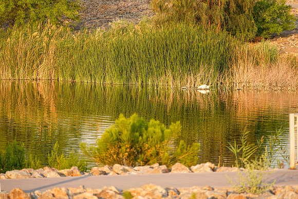Cornerstone Park-026