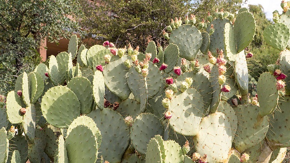 Springs Preserve-055