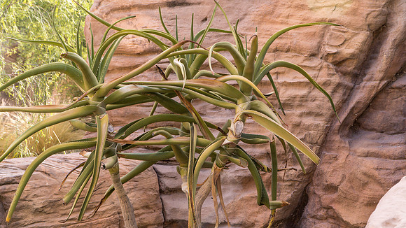 Springs Preserve-054