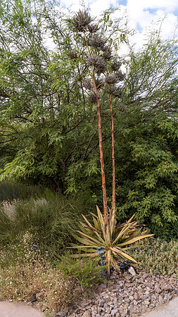 Springs Preserve-057
