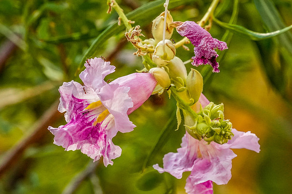 Springs Preserve-060