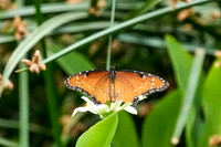 Springs Preserve-073