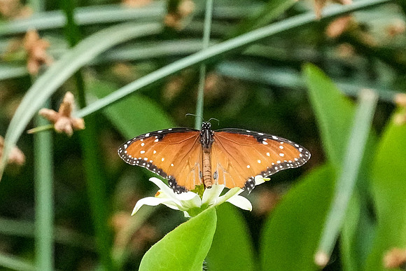 Springs Preserve-073