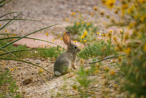 Springs Preserve-072