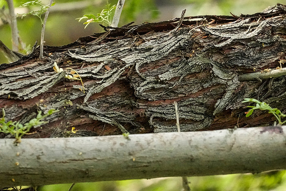 Springs Preserve-074