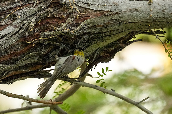 Springs Preserve-075
