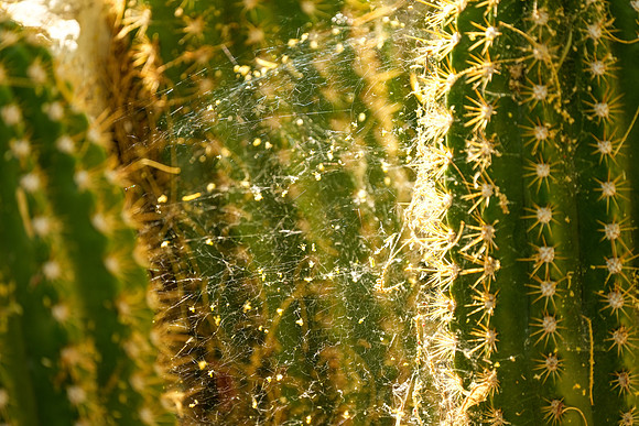 Springs Preserve-077