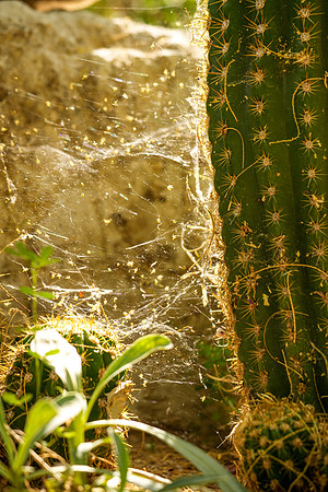 Springs Preserve-078