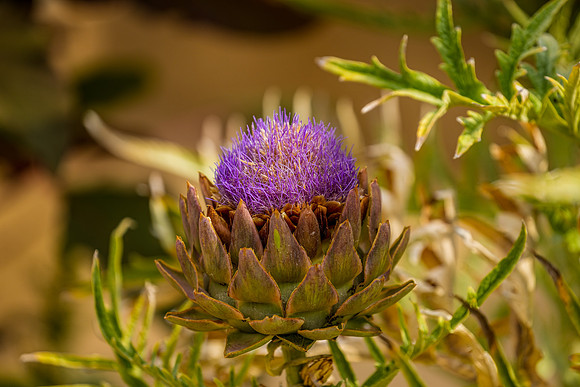 Springs Preserve-081