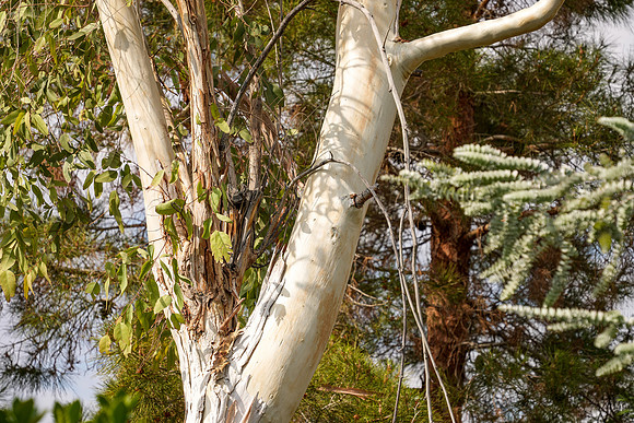 Springs Preserve-084