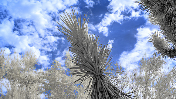 Springs Preserve-089