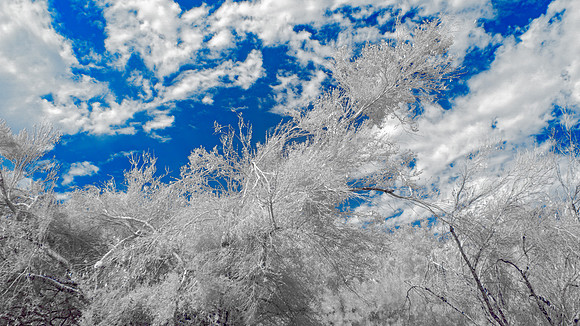 Springs Preserve-092