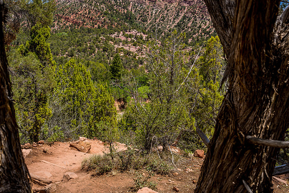 Kolob Canyon-043