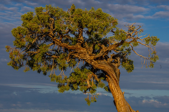 Dead Horse Point-030