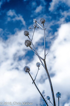 001-Thistle in Infrared