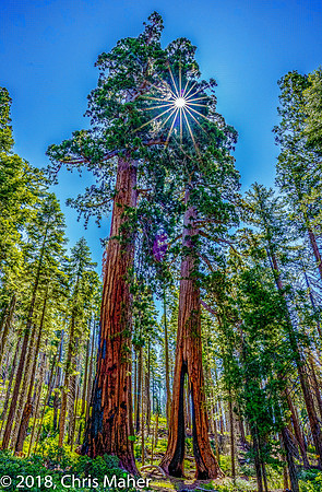 033-Clothespin Tree and Sunstar