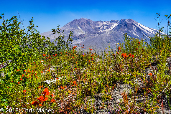 039-Renewal - Mount St Helens