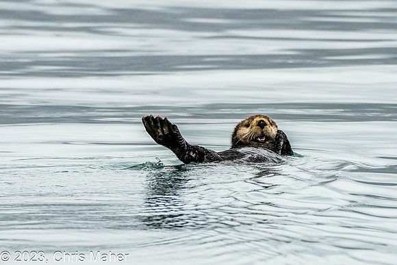 030-Sea Otter
