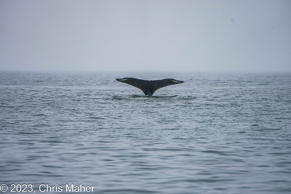 031-Humpback Whale