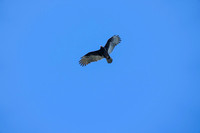 _241005_Annapolis-02287