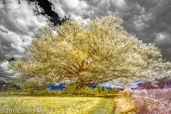 019-Large Tree