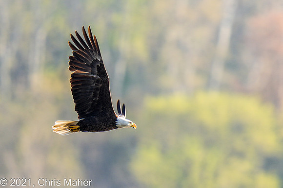 009-Fly Eagle Fly