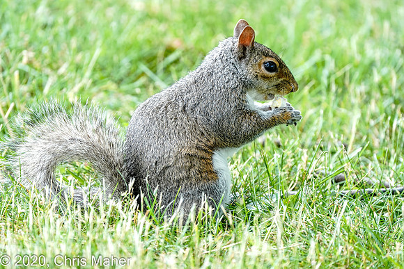 060-Look...A Squirrel