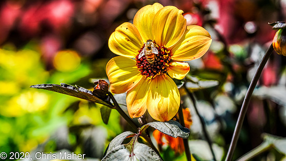 067-Busy Bee