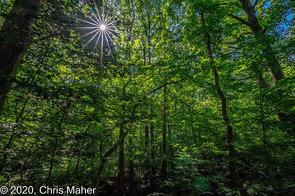 070-A Star in the Trees