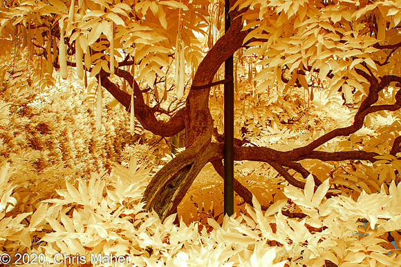 072-Forest Walk