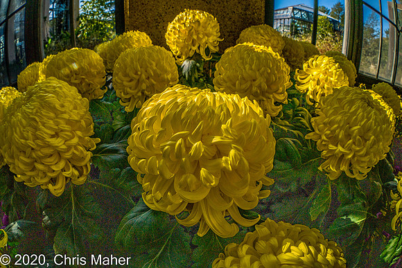 090-Chrysanthemums