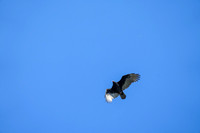 _241005_Annapolis-02288