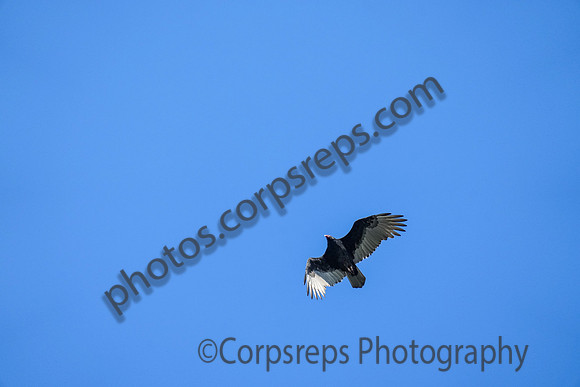 _241005_Annapolis-02288
