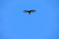 _241005_Annapolis-02286
